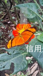 信用卡逾期一个月影响大不 信用卡逾期一个月影响大不