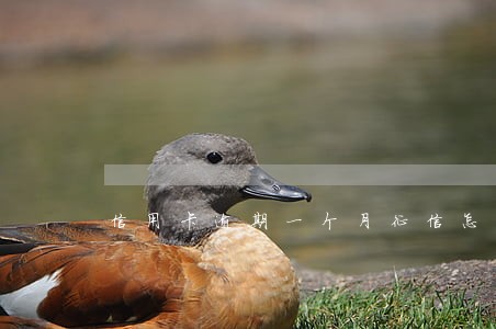 信用卡逾期一个月征信怎么办