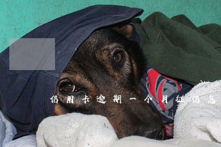 信用卡逾期一个月征信怎么恢复 信用卡逾期一个月征信怎么恢复