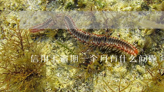 信用卡逾期一个月有什么问题 信用卡逾期一个月有什么问题