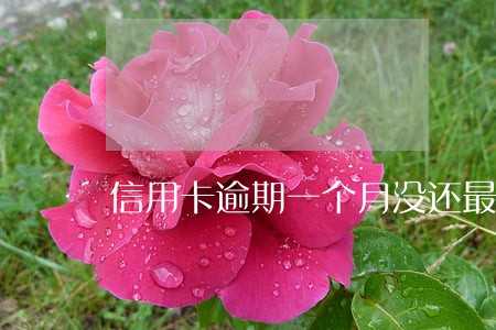 信用卡逾期一个月没还最低还款 信用卡逾期一个月没还最低还款