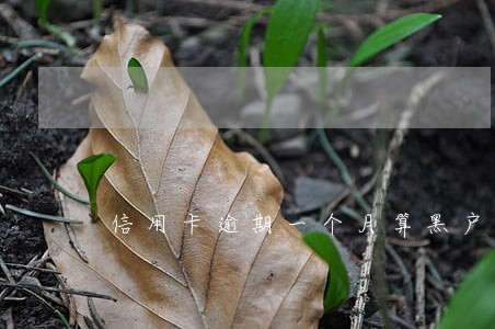 信用卡逾期一个月算黑户吗 信用卡逾期一个月算黑户吗
