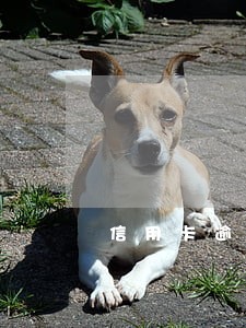 信用卡逾期一个月能坐牢吗 信用卡逾期一个月能坐牢吗
