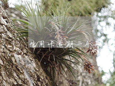 信用卡逾期一个月要如何收费 信用卡逾期一个月要如何收费