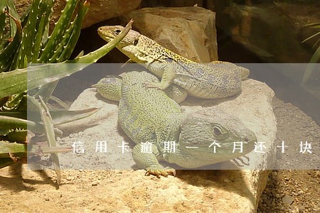 信用卡逾期一个月还十块 信用卡逾期一个月还十块