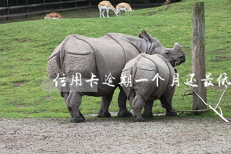 信用卡逾期一个月还最低还款 信用卡逾期一个月还最低还款