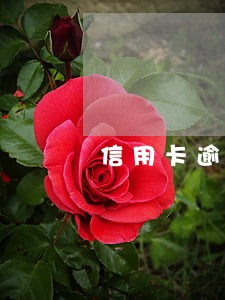 信用卡逾期一个月还能坐高铁吗 信用卡逾期一个月还能坐高铁吗