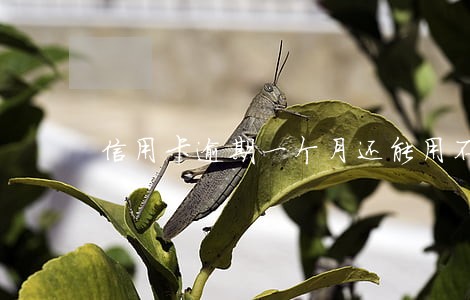 信用卡逾期一个月还能用不 信用卡逾期一个月还能用不