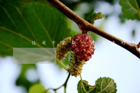 信用卡逾期一个月违约金怎么算 信用卡逾期一个月违约金怎么算