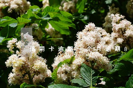 信用卡逾期一个月逾期80元 信用卡逾期一个月逾期80元
