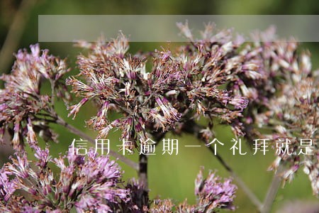 信用卡逾期一个礼拜就是高风险吗 信用卡逾期一个礼拜就是高风险吗
