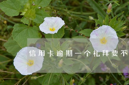 信用卡逾期一个礼拜要不要紧