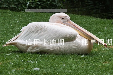 信用卡逾期一个账单周期怎么办
