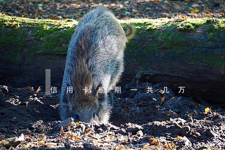 信用卡逾期一共几万