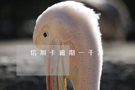 信用卡逾期一千万 信用卡逾期一千万