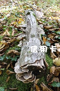 信用卡逾期一天258元