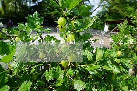 信用卡逾期一天会不会报征信 信用卡逾期一天会不会报征信