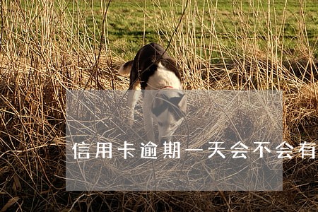 信用卡逾期一天会不会有记录 信用卡逾期一天会不会有记录