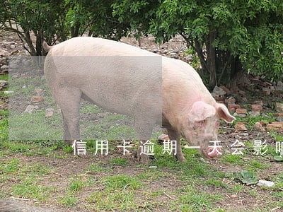 信用卡逾期一天会影响信用度吗 信用卡逾期一天会影响信用度吗