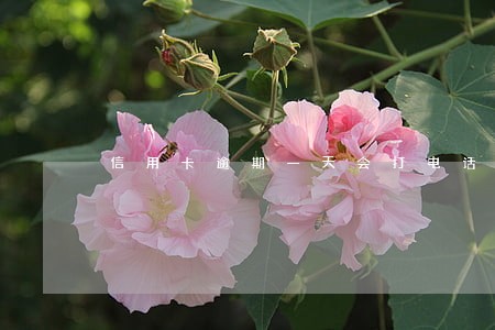 信用卡逾期一天会打电话吗