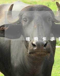 信用卡逾期一天会有逾期记录吗 信用卡逾期一天会有逾期记录吗