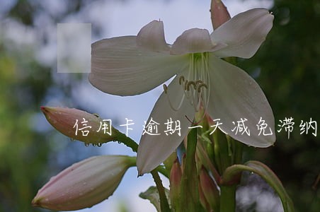 信用卡逾期一天减免滞纳金 信用卡逾期一天减免滞纳金