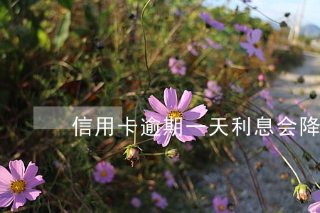 信用卡逾期一天利息会降吗 信用卡逾期一天利息会降吗