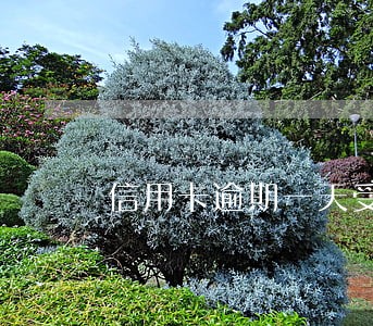信用卡逾期一天受影响吗