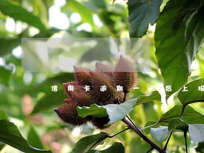 信用卡逾期一天后上报征信吗 信用卡逾期一天后上报征信吗