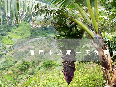 信用卡逾期一天如何收费