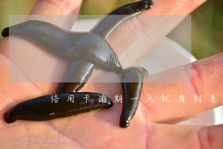 信用卡逾期一天就有利息吗