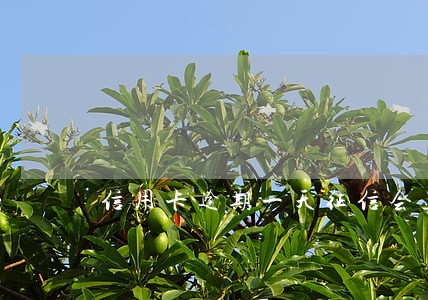 信用卡逾期一天征信会显示吗