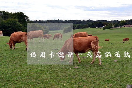 信用卡逾期一天忘记还款怎么办