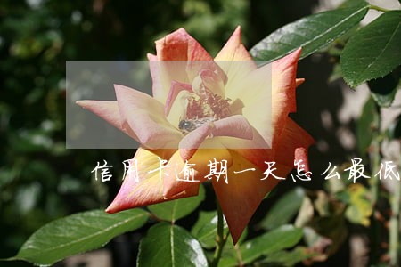 信用卡逾期一天怎么最低还款
