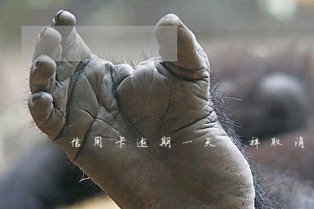 信用卡逾期一天怎样取消利息 信用卡逾期一天怎样取消利息