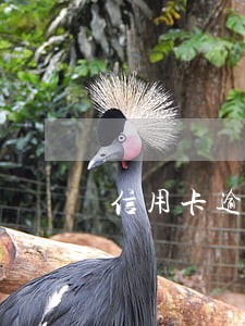 信用卡逾期一天是多少类型 信用卡逾期一天是多少类型