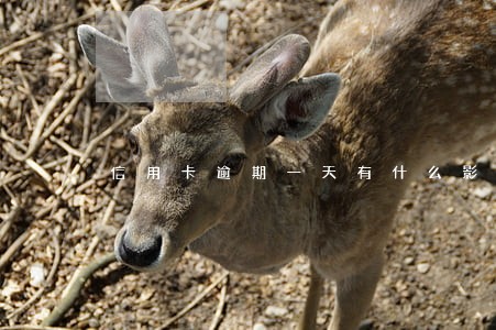 信用卡逾期一天有什么影响广发