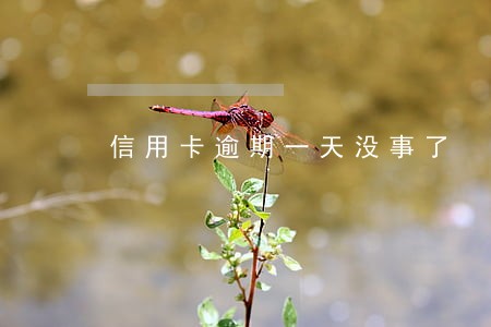 信用卡逾期一天没事了 信用卡逾期一天没事了