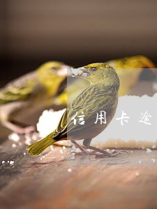 信用卡逾期一天算征信
