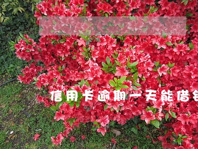 信用卡逾期一天能借钱吗