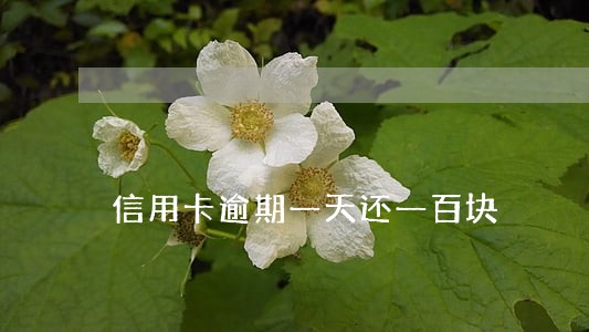 信用卡逾期一天还一百块