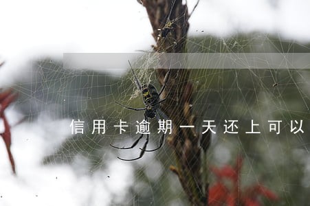 信用卡逾期一天还上可以用吗