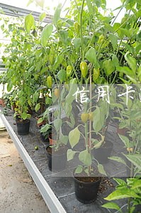 信用卡逾期一天还款后钱还能取嘛 信用卡逾期一天还款后钱还能取嘛