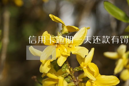 信用卡逾期一天还款有罚息吗 信用卡逾期一天还款有罚息吗