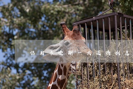 信用卡逾期一天还清利息 信用卡逾期一天还清利息