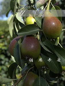 信用卡逾期一天还能借出来吗