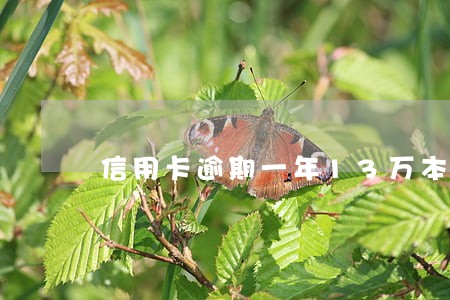 信用卡逾期一年13万本金是多少