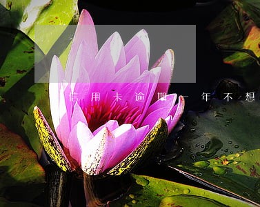 信用卡逾期一年不想还了
