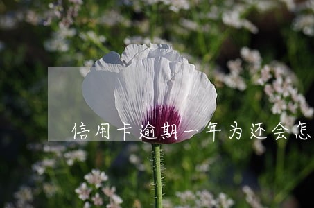 信用卡逾期一年为还会怎样 信用卡逾期一年为还会怎样