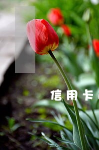 信用卡逾期一年了会不会坐牢 信用卡逾期一年了会不会坐牢